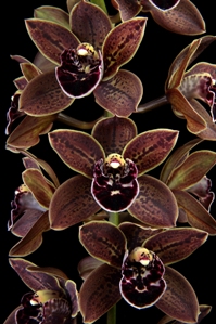 Cymbidium Charles Weckerle Thrun Passion HCC/AOS 79 pts.